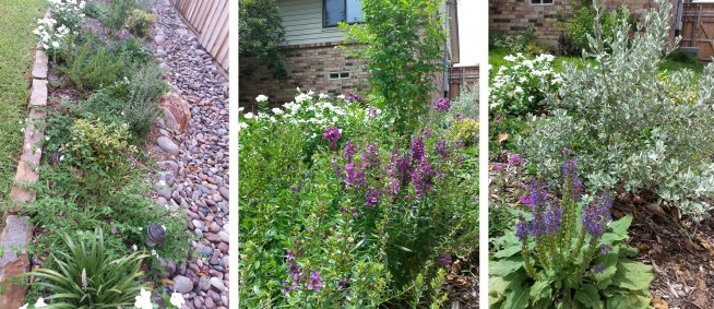 flowerbed_dc3-today2 copy