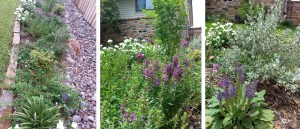 flowerbed_dc3-today2 copy